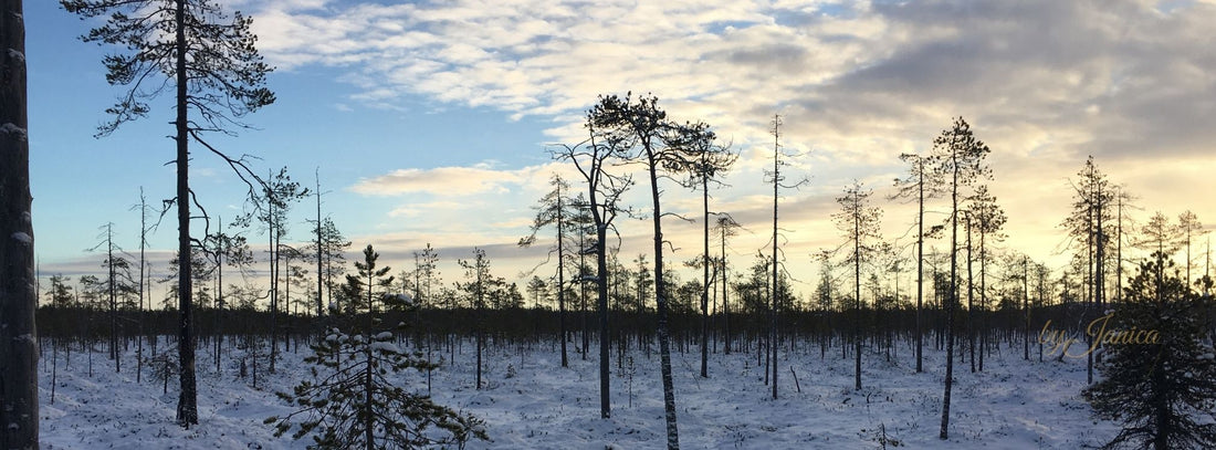 Pyhä-Luosto National Park covered in snow photographed during afternoon sun