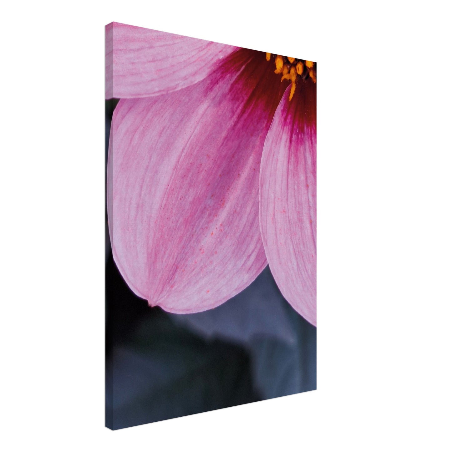 Wall art canvas that has a singlewinkdahlia flower pictured close. Graphic photograph shades going from orange, lush pink to soft blush and dark cool grey leafs.